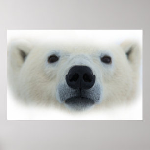 Unique Chic Polar Bear Artwork Poster Print