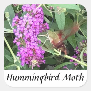 Unique looking insect Hummingbird Moth Stickers