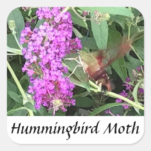 Unique looking insect Hummingbird Moth Stickers (Front)