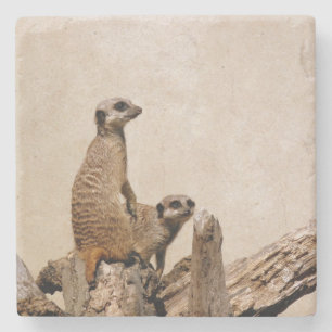Unique Meerkat Coaster