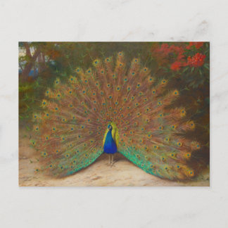 Unique Peacock Postcard