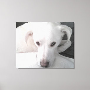 Unique Photo of White Labrador Retriever Mix Dog Canvas Print