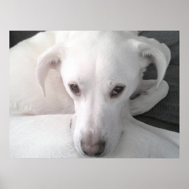 Unique Photo of White Labrador Retriever Mix Dog Poster (Front)