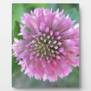 Unique pink flower plaque