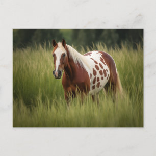 Unique Pinto Horse Postcard