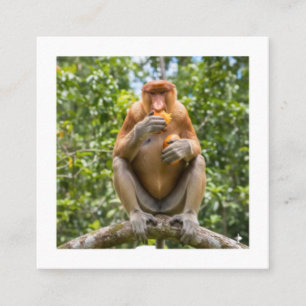 Unique Proboscis Monkey Borneo Wildlife Sticker Square Business Card