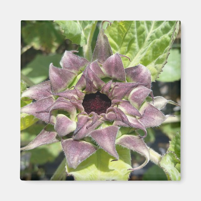 Unique Purple Sunflower Magnet (Front)