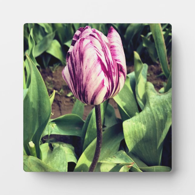 Unique Purple & White Stripe Tulip Plaque (Front)
