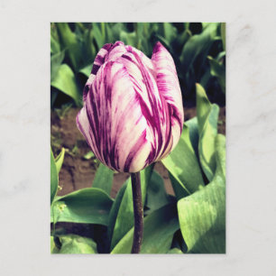 Unique Purple & White Stripe Tulip Postcard