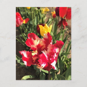 Unique Red & White Tulip Postcard