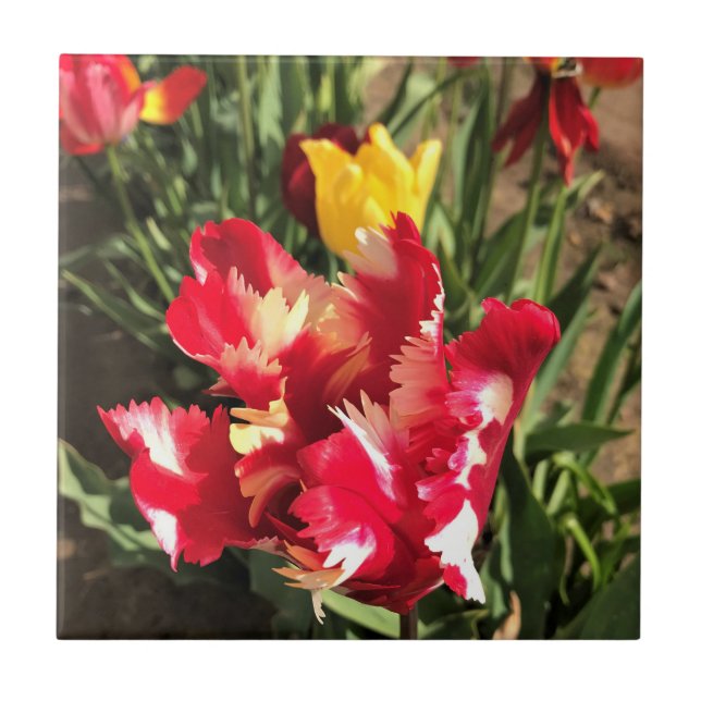 Unique Red & White Tulip Tile (Front)