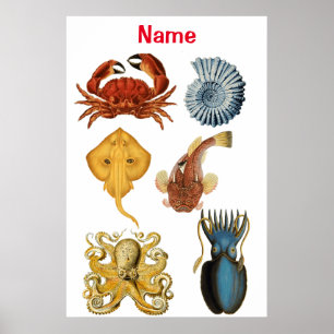 Unique Sea Beings Assortment Thunder_Cove Poster