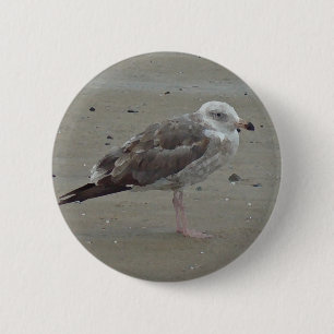 Unique Seagull Stands Alone on Sand Ocean Bird 6 Cm Round Badge
