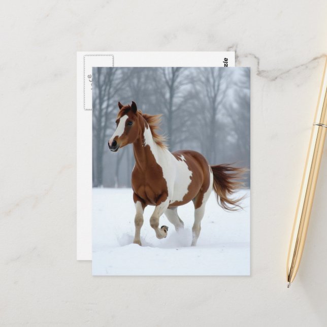 Unique Winter Paint Horse Postcard (Front/Back In Situ)