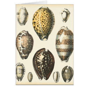 Uniquely Shaped Seashells