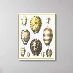 Uniquely Shaped Seashells Canvas Print