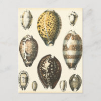 Uniquely Shaped Seashells