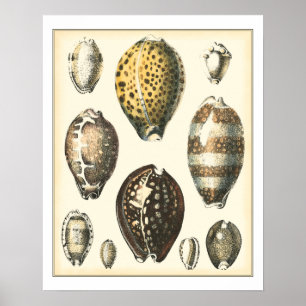 Uniquely Shaped Seashells Poster