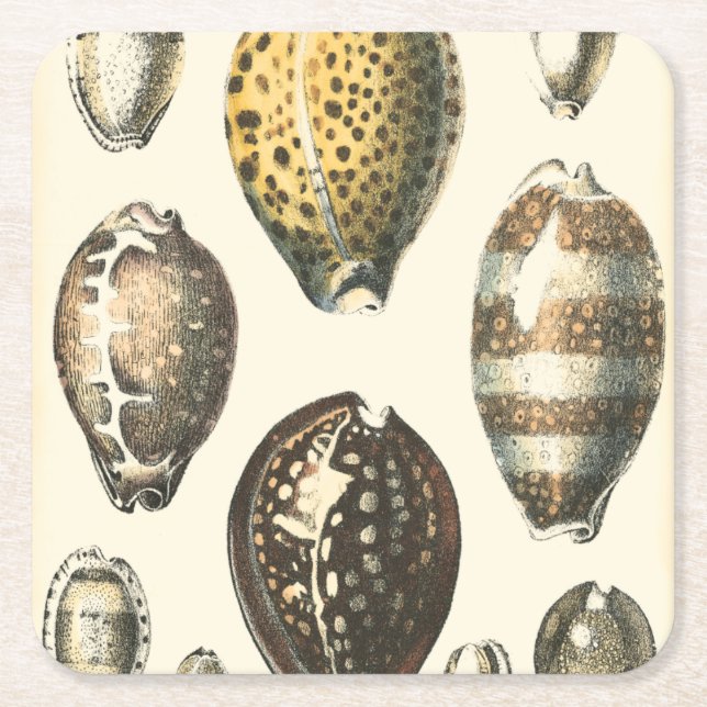 Uniquely Shaped Seashells Square Paper Coaster (Front)