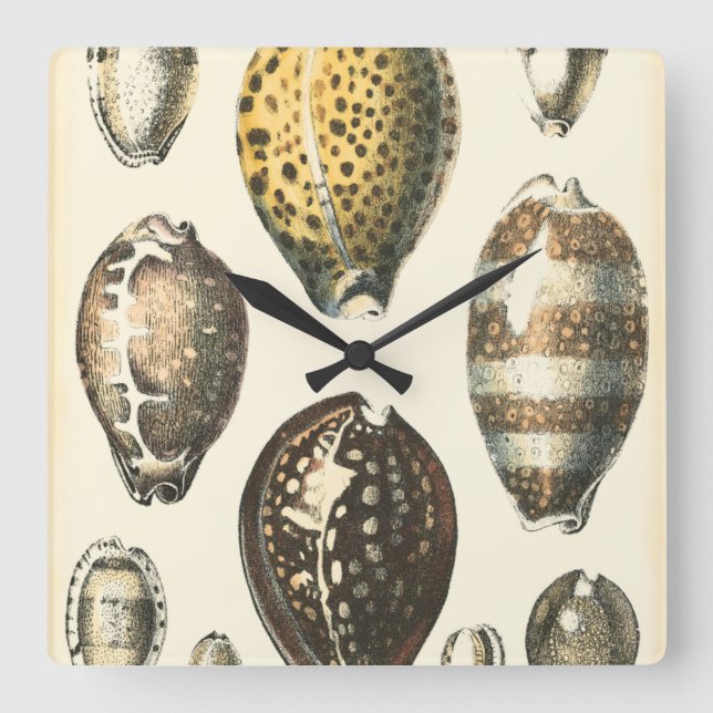 Uniquely Shaped Seashells Square Wall Clock (Front)