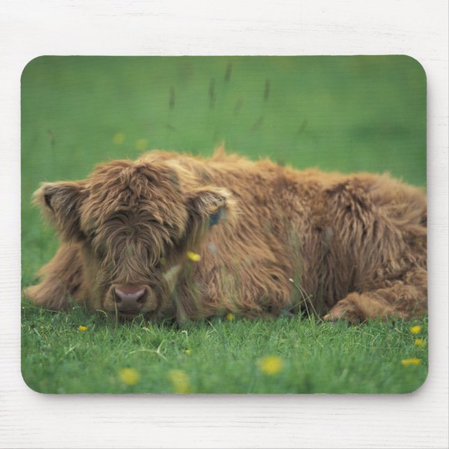 United Kingdom, Scotland. Highland calf Mouse Mat (Front)