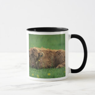 United Kingdom, Scotland. Highland calf Mug