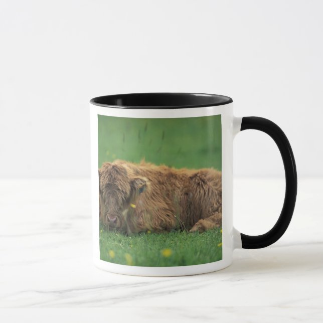 United Kingdom, Scotland. Highland calf Mug (Right)