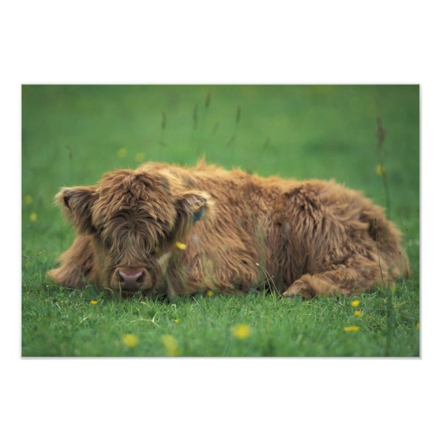 United Kingdom, Scotland. Highland calf Photo Print (Front)