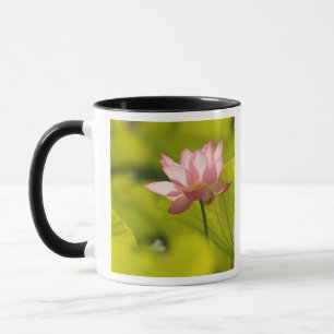 United States, DC, Washington, Kenilworth 2 Mug