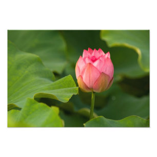 United States, DC, Washington, Kenilworth Photo Print