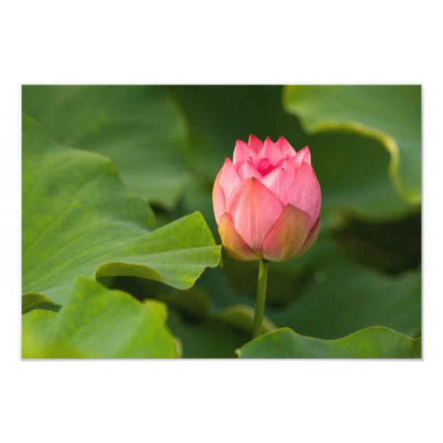 United States, DC, Washington, Kenilworth Photo Print (Front)