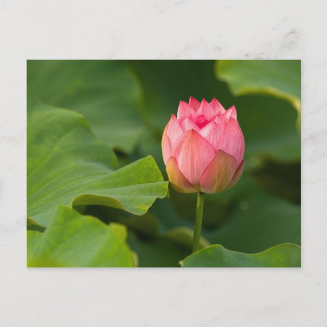 United States, DC, Washington, Kenilworth Postcard (Front)