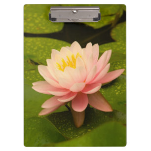 United States, Maryland, Westminster, Union 2 Clipboard