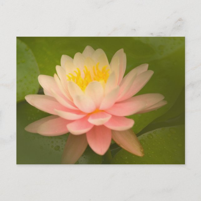 United States, Maryland, Westminster, Union Postcard (Front)