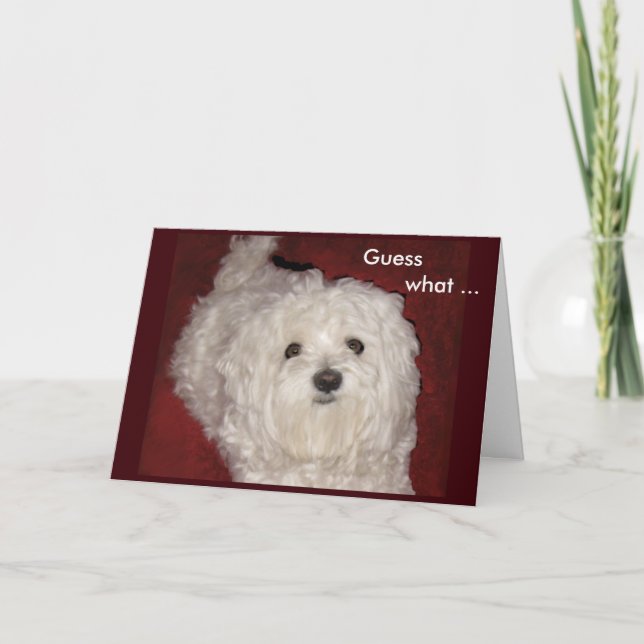 Universal Maltese Greeting Card for Birthdays (Front)
