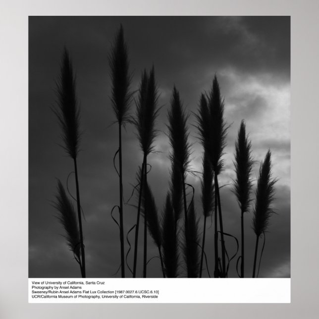 University of California, Santa Cruz, Ansel Adams Poster (Front)