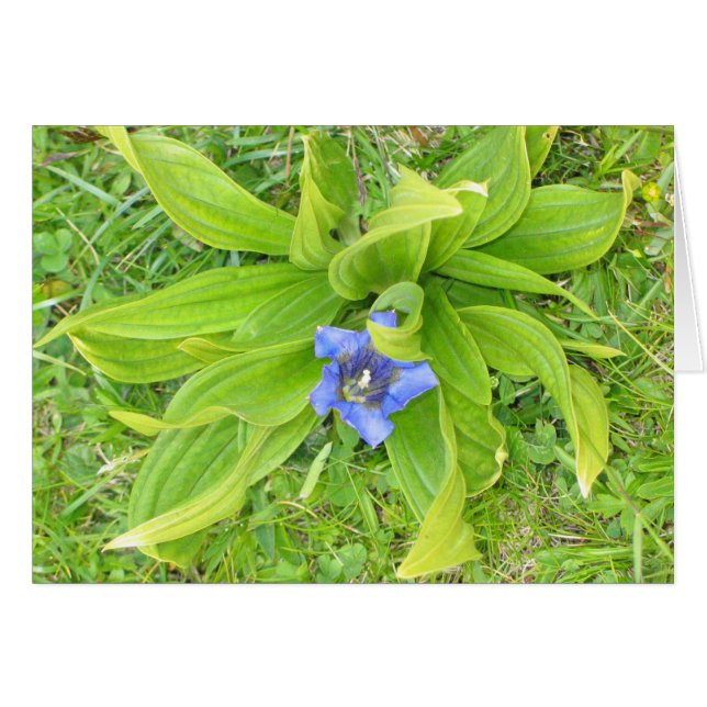 Unknown flower, Alpe di Siusi, Italy (Front Horizontal)