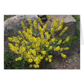 Unknown flowers, Alpe di Siusi, Italy