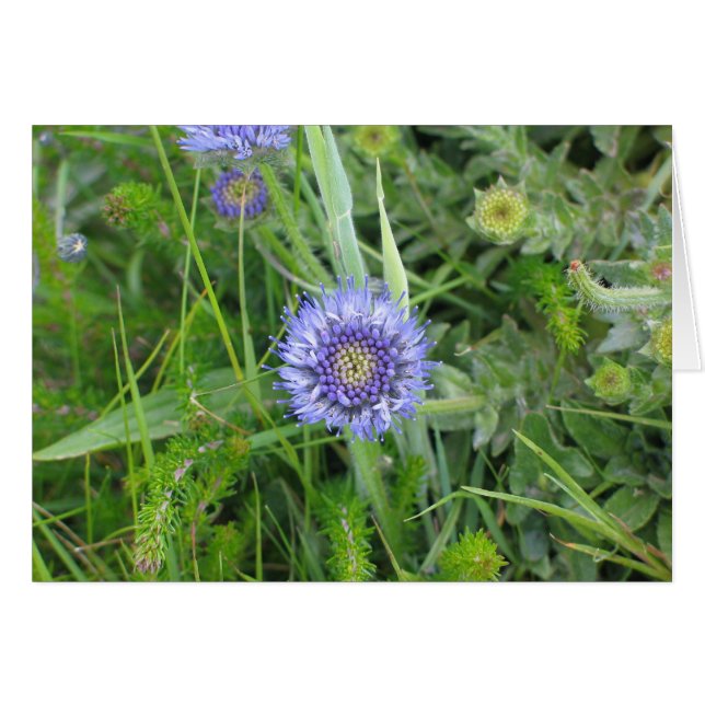 Unknown flowers, Cliffs of Moher, Ireland (Front Horizontal)