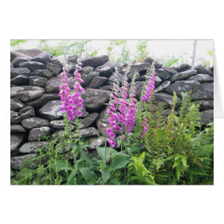 Unknown flowers, Dingle Peninsula, Ireland