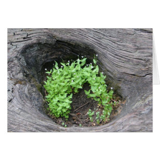 Unknown flowers in fallen sequoia
