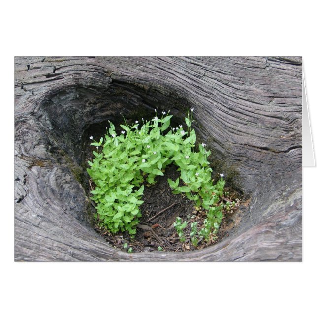 Unknown flowers in fallen sequoia (Front Horizontal)