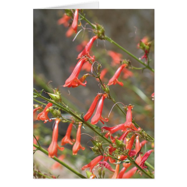 Unknown flowers, Kings Canyon/Sequoia (Front)