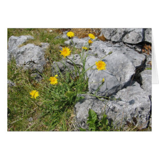 Unknown flowers, The Burren, Ireland
