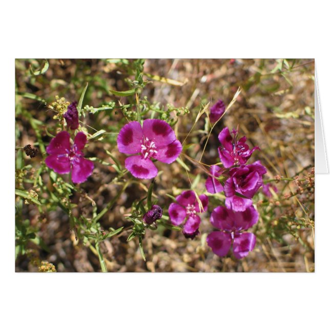 Unknown flowers, Yosemite National Park (Front Horizontal)