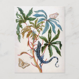 unknown title by Maria Sibylla Merian Postcard