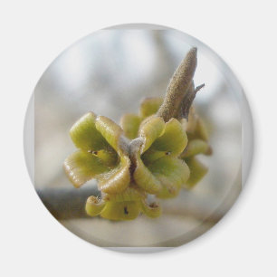 Unknown Tree Flower - Springtime Magnet