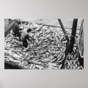 Unloading Salmon from Fishing Boats Photograph Poster