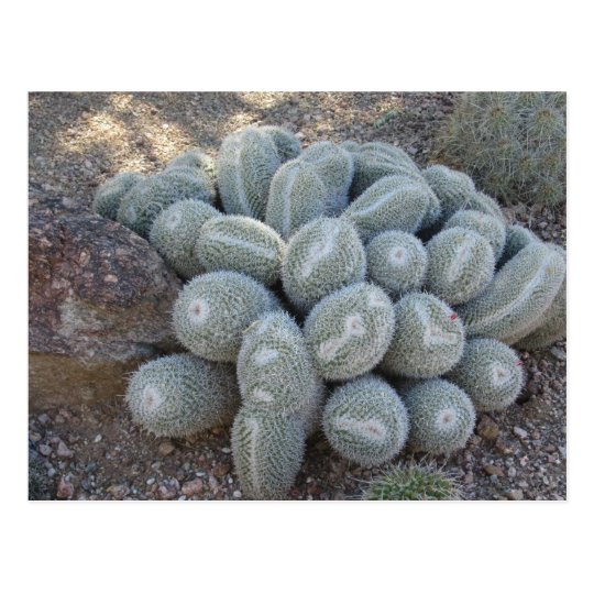 Unnamed Cactus Postcard