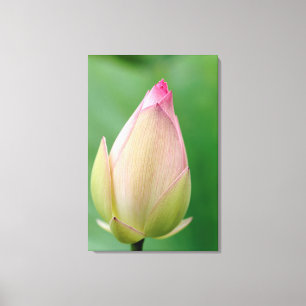 Unopened Water Lily Bulb, Durban Botanical Canvas Print